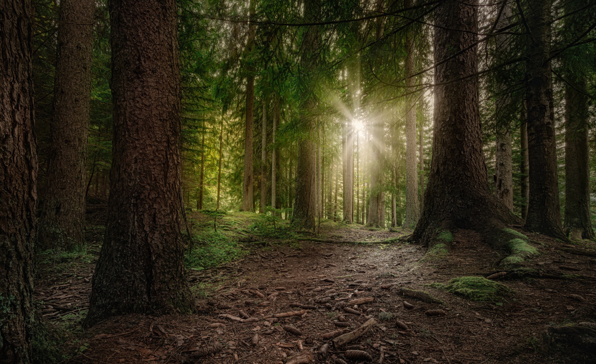  Timber Land 
