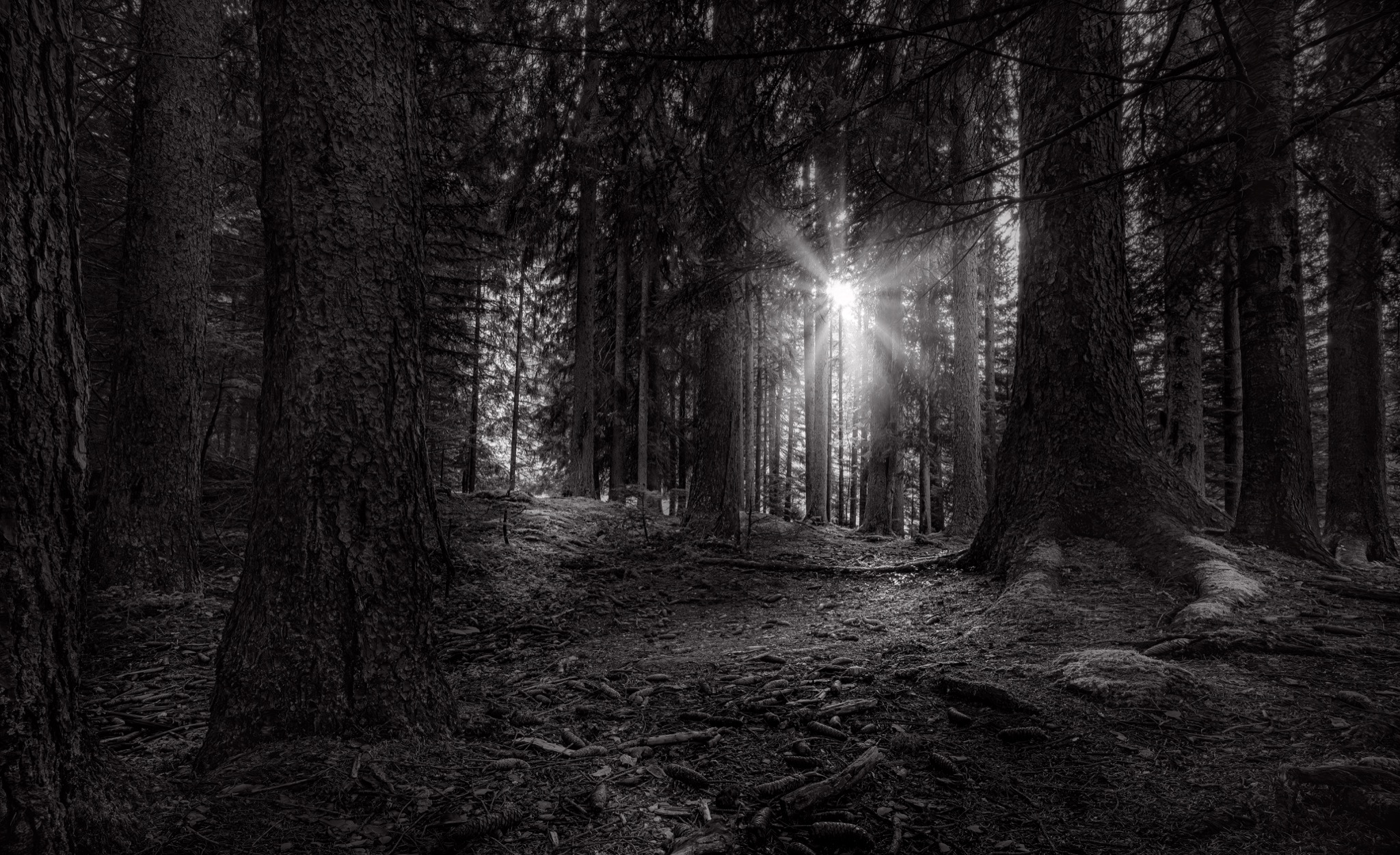  Timber Land 