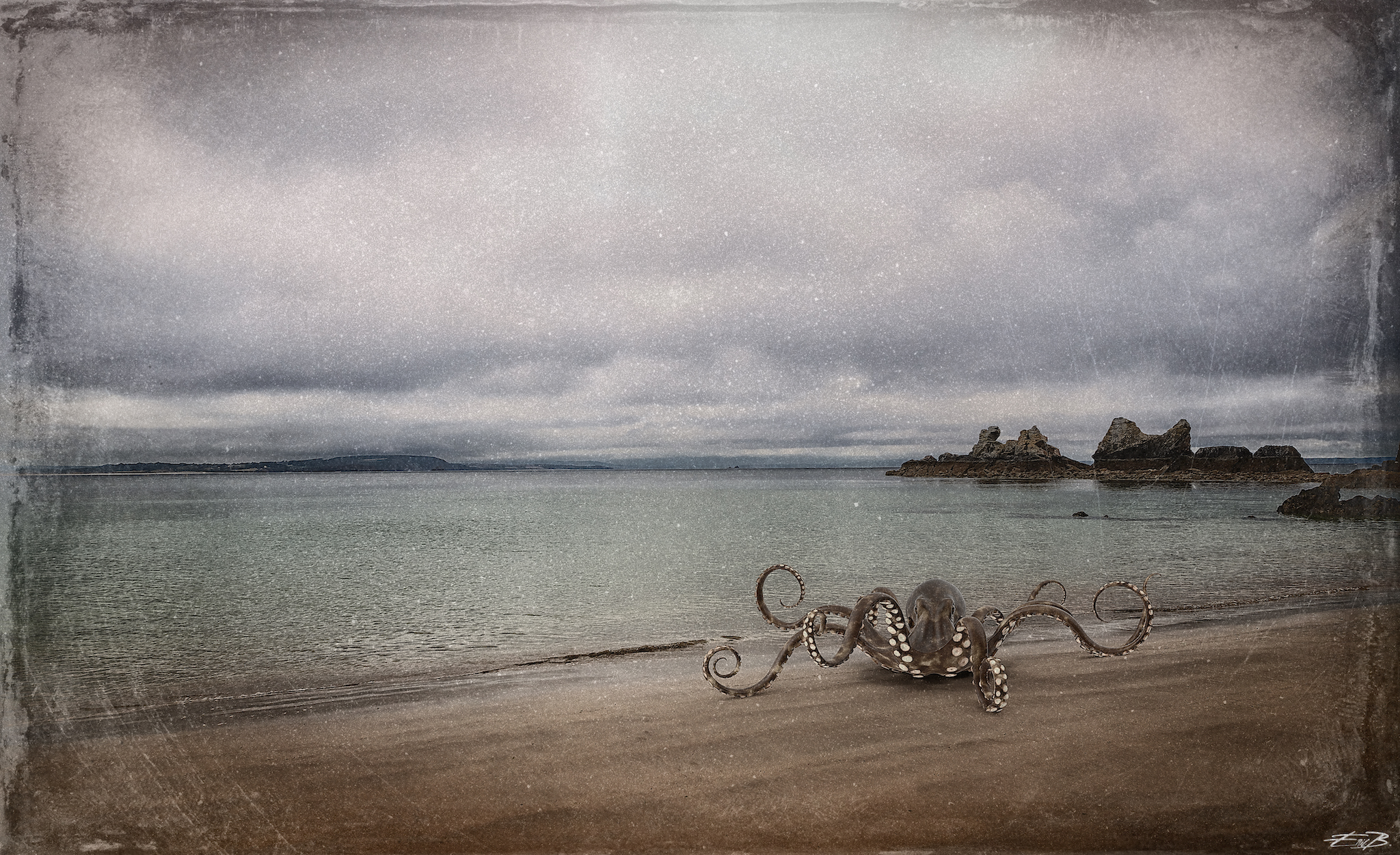 Octopus Island 